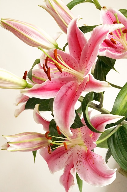 Beau bouquet de Lilium rose ou fleur de lys sur fond blanc