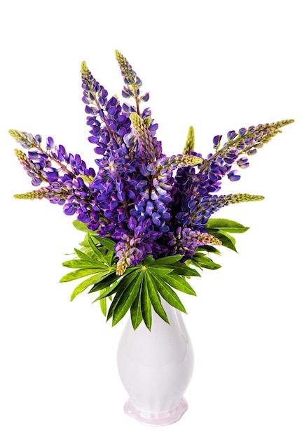 Beau bouquet de lupin dans un vase isolé sur fond blanc