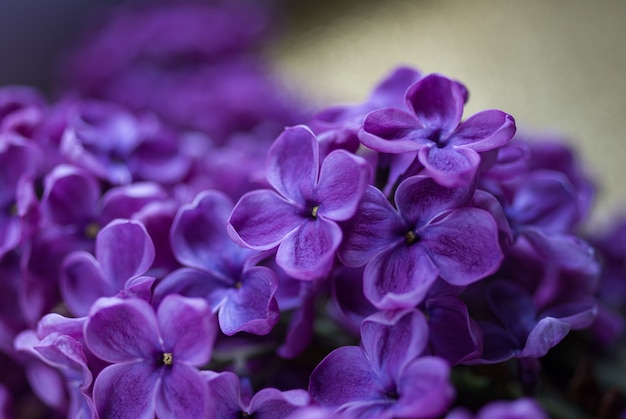 Beau bouquet de mise au point sélective de gros plan lilas violet