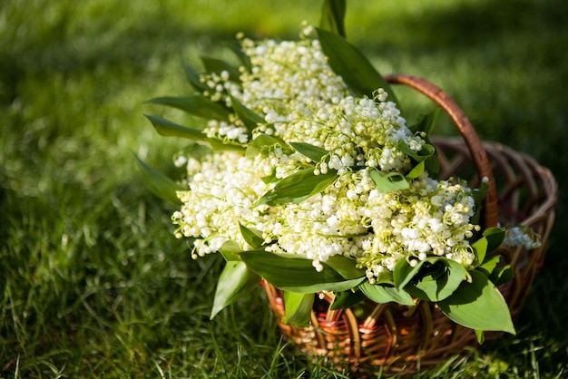 Beau bouquet de muguet dans le panier