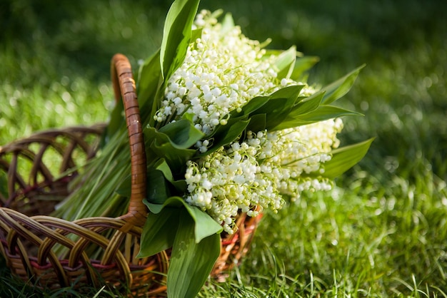 Beau bouquet de muguet dans le panier