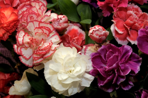 Beau bouquet d'oeillets rouges