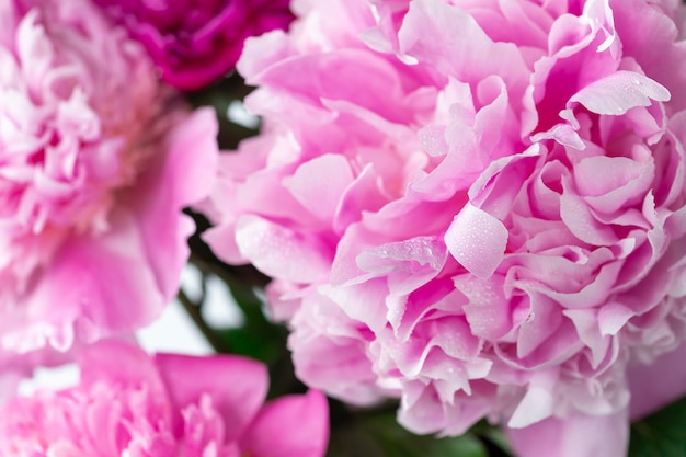 Beau bouquet de pivoines roses