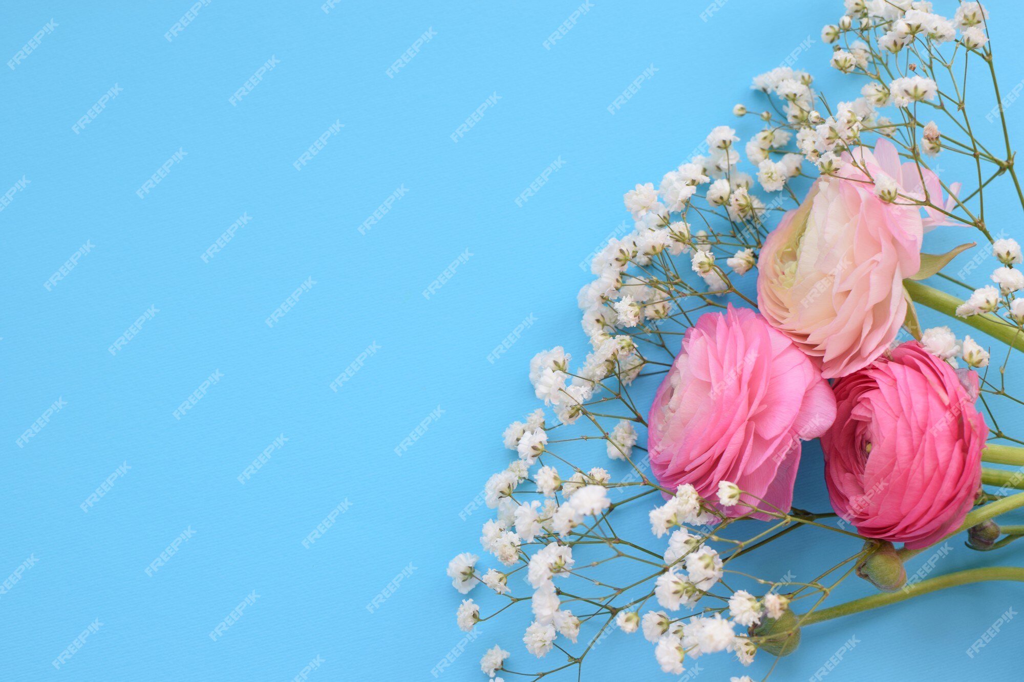 Un Beau Bouquet De Renoncules Roses (renoncules) Avec De Délicates Fleurs  De Gypsophile Blanc Sur Une Surface Bleue | Photo Premium