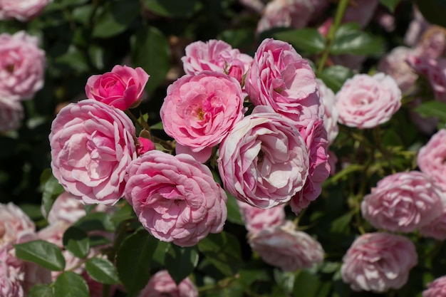 Photo beau bouquet de roses en fleurs dans le jardin de printemps