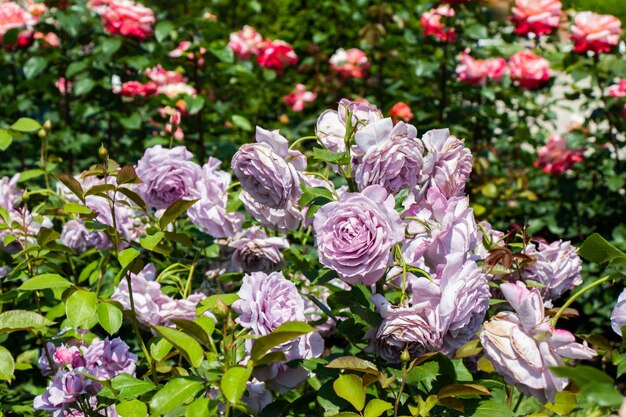 Beau bouquet de roses en fleurs dans le jardin