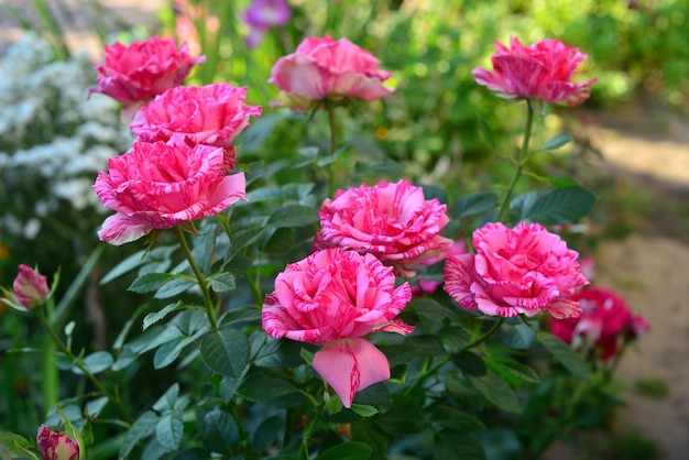 Beau bouquet de roses fleurs à rayures dans le jardin sur fond de pelouse. Beaucoup de verdure et un parterre de fleurs. Aménagement paysager. La nature. Plantes vivaces