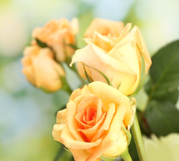 Beau bouquet de roses sur fond vert