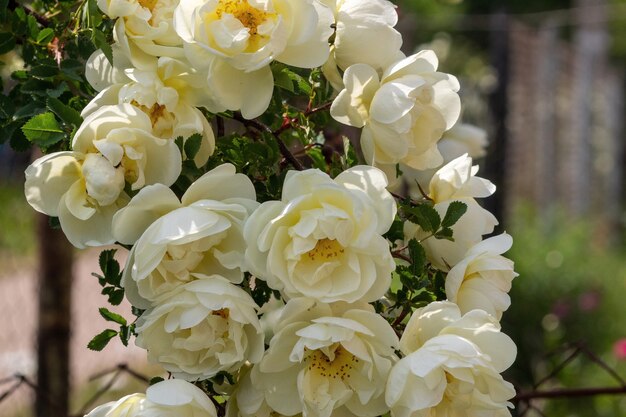 Beau bouquet de roses en gros plan Rosa spinosissima s'est épanouie sur le site