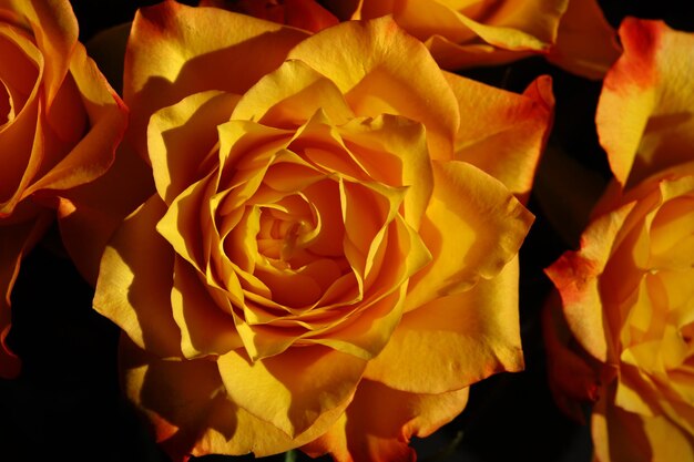 Beau bouquet de roses oranges aux pétales délicats