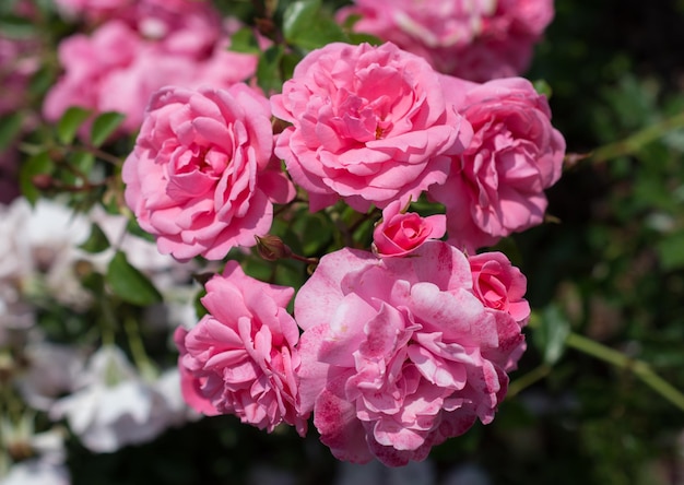 Un beau bouquet de roses qui fleurit dans le jardin