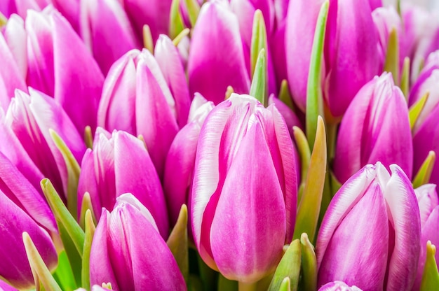 Beau bouquet de tulipe, mise au point sélective