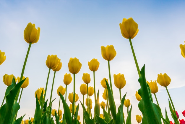 Beau bouquet de tulipes au printemps.