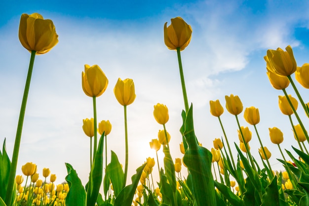 Beau bouquet de tulipes au printemps.