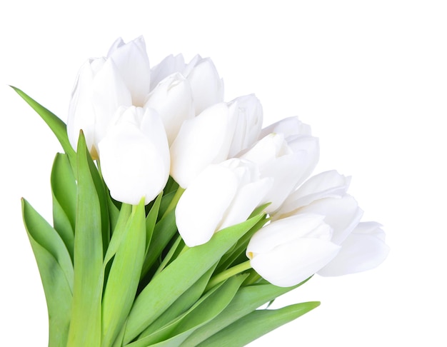 Beau bouquet de tulipes blanches isolé sur blanc