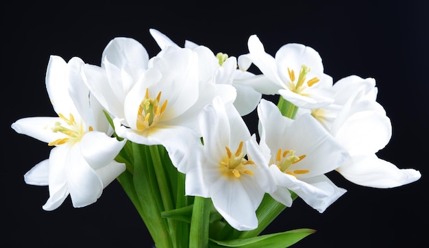 Beau bouquet de tulipes blanches isolées sur fond noir