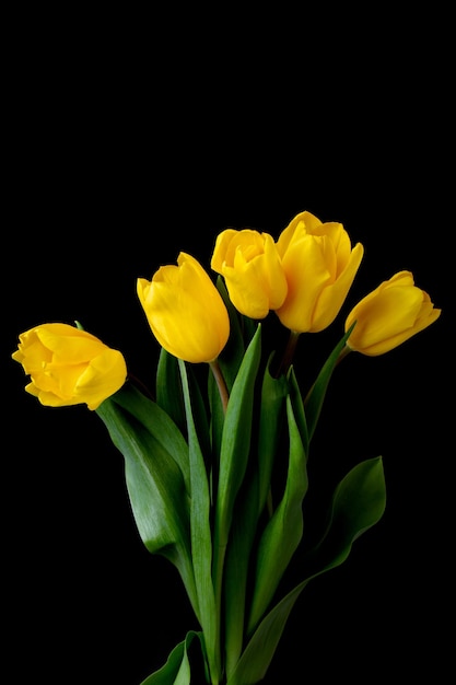 Un beau bouquet de tulipes jaunes sur fond noir