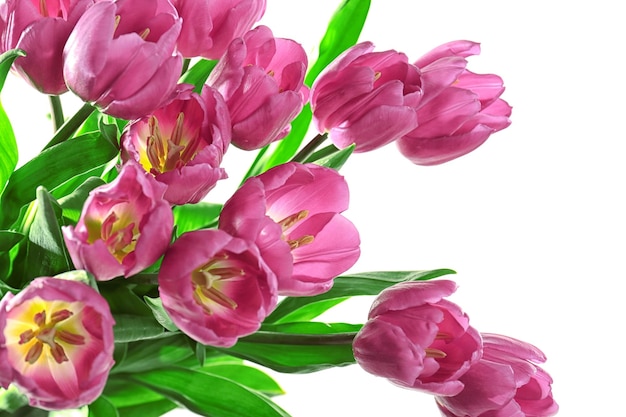 Beau bouquet de tulipes lilas sur fond blanc gros plan