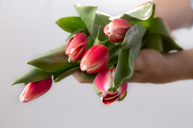 Un beau bouquet de tulipes roses dans les mains des femmes