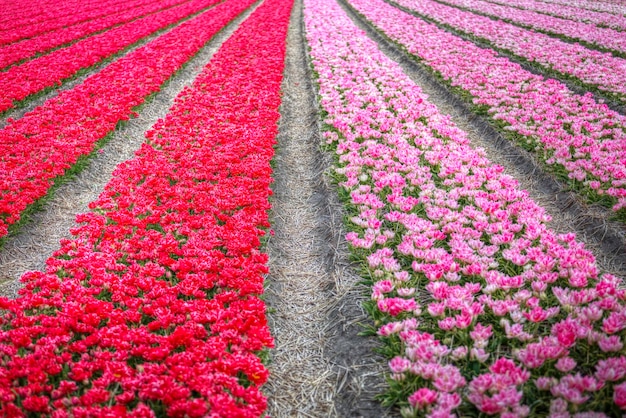 Beau bouquet de tulipes roses