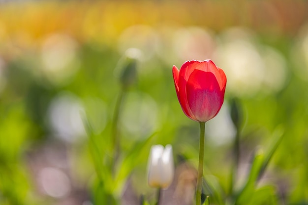 Beau bouquet de tulipes rouges au printemps nature gros plan pour la conception de cartes et le modèle web. Tranquille