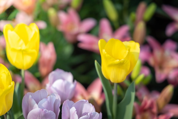 Beau bouquet de tulipes. tulipes colorées. fond de nature