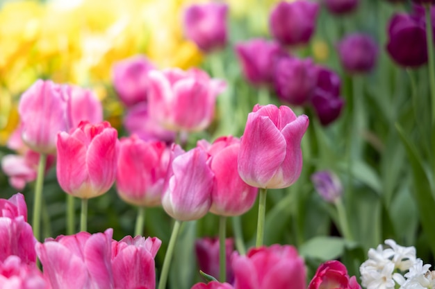 Beau bouquet de tulipes. tulipes colorées. fond de nature