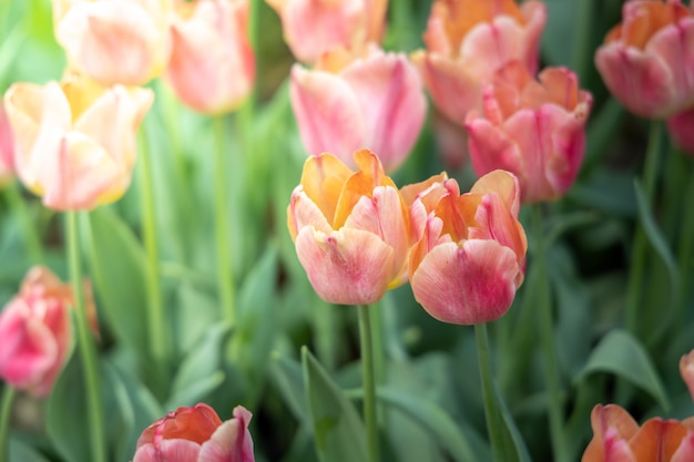 Beau bouquet de tulipes. tulipes colorées. fond de nature