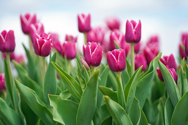 Beau bouquet de tulipes tulipes colorées tulipes roses dans le fond de la nature du parc