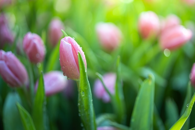 Beau bouquet de tulipes. tulipes colorées.