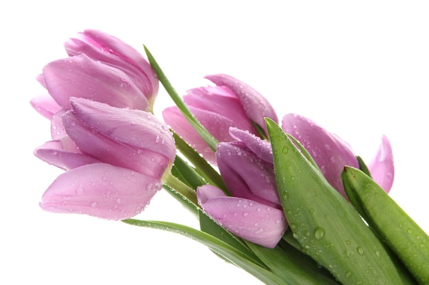 Beau bouquet de tulipes violettes, isolé sur blanc