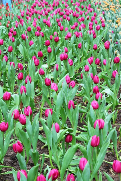 Beau bouquet de tulipes violettes