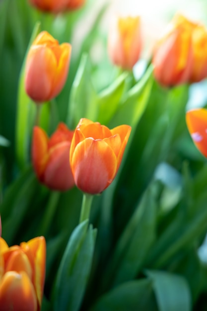 Beau bouquet de tulipes