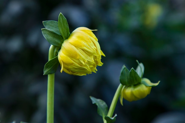 Beau bourgeon de fleur de dahlia jaune avec un arrière-plan flou dans l'arbre de jardin