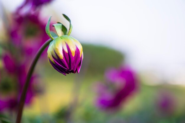 Beau bourgeon de fleur de dahlia rose avec un arrière-plan flou dans l'arbre de jardin