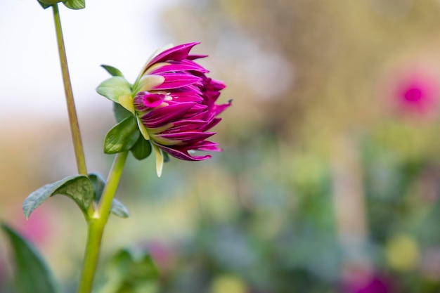 Beau bourgeon de fleur de dahlia rose avec un arrière-plan flou dans l'arbre de jardin