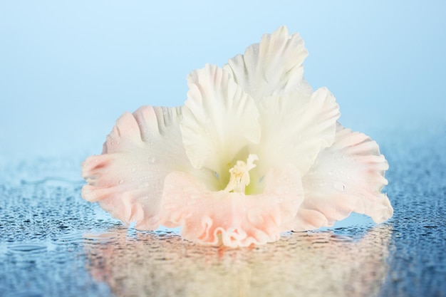 Photo beau bourgeon de gladiolus rose pâle sur fond bleu en gros plan