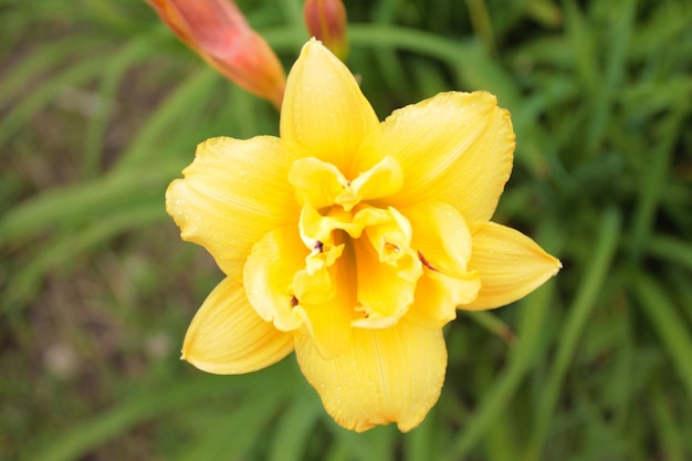 Beau bourgeon de lys jaune dans les hautes herbes