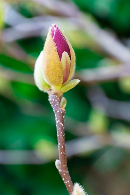 Beau bourgeon de magnolia d'offre