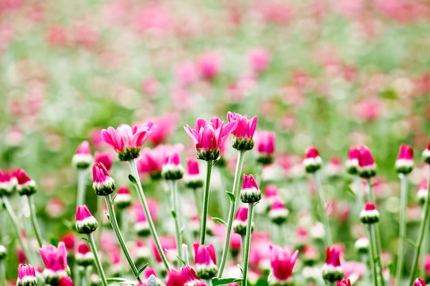 Beau bouton de fleur de chrysanthème