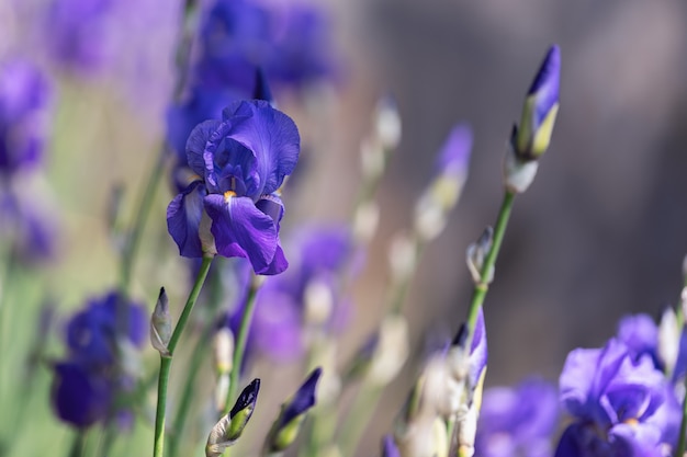 Beau bouton de fleur d'iris pourpre