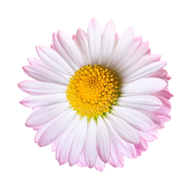 Beau bouton de fleur de marguerite rose isolé sur fond blanc.