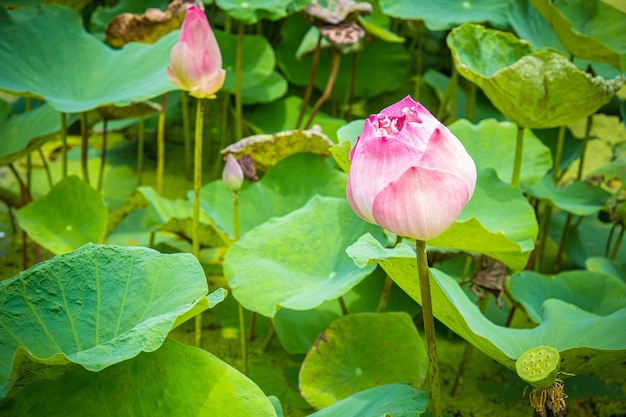 Beau bouton de lotus rose dans un étang, fond de feuille.