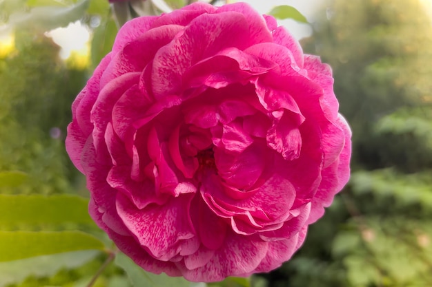 Un beau bouton de rose sur un fond d'été