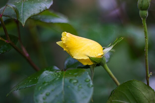 Photo beau bouton de rose jaune sous la pluie