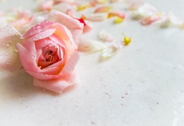 Beau bouton de rose rose et pétales avec des gouttes de rosée sur le marbre Carte de voeux de fond parfait