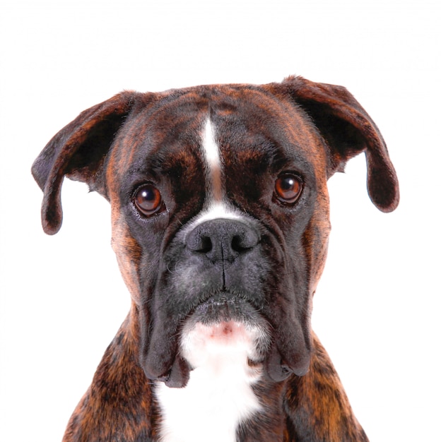 Un beau boxer au look doux sur fond blanc