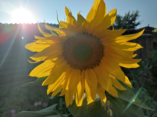 beau, brillant, jaune, fleur, tournesol, illuminé, brillant, par le soleil, dans le jardin