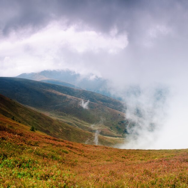 Beau brouillard et buissons secs de myrtilles en haut dans les montagnes des Carpates