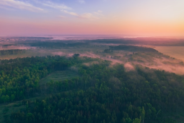 Beau brouillard dans une pinède.